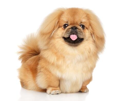 Pekingese Dog Breed Information Purina